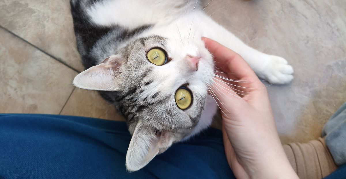 Photo of cat